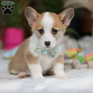 Hendricks, Pembroke Welsh Corgi Puppy